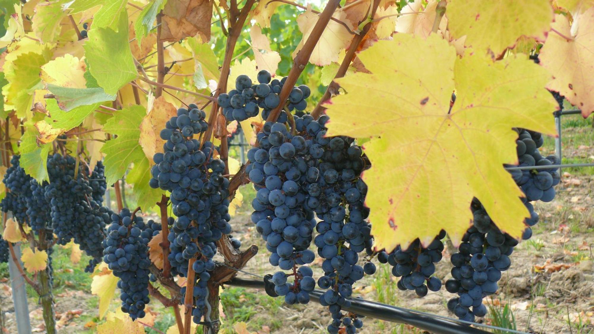 Weingut Herbert Kram Nordheim am Main ภายนอก รูปภาพ